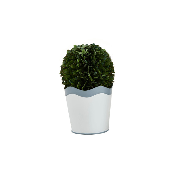 Small Scalloped Boxwood Pot | Mud Pie
