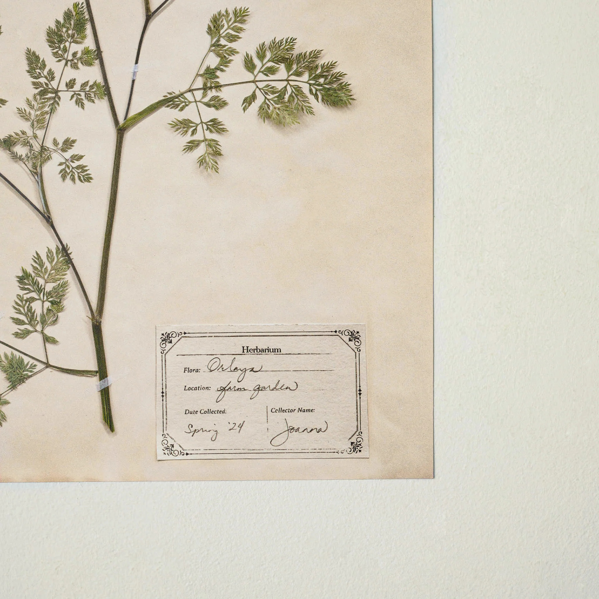 Jo's Hand Pressed Herbarium Prints - Orlaya '24 | Magnolia