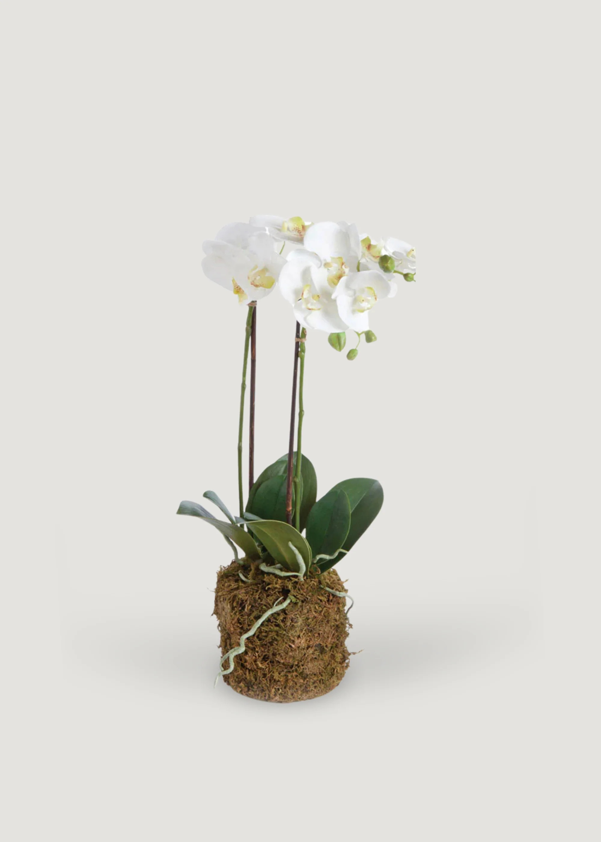 White Orchid Drop-In Plant | Faux Flowers at Afloral | Afloral