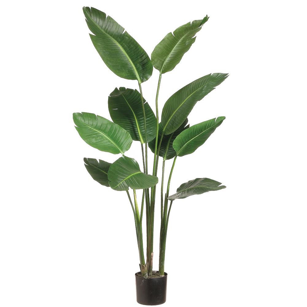 ALLSTATE FLORAL 5 ft. Bird of Paradise Plant in Plastic Pot | The Home Depot
