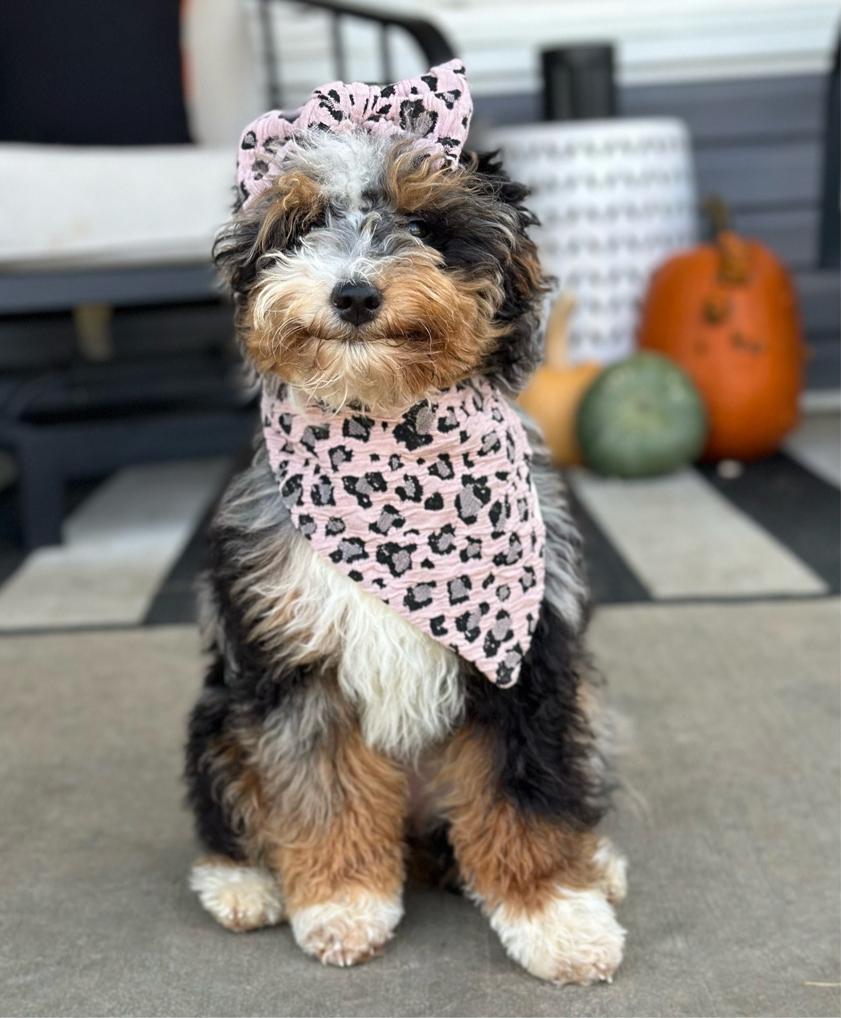 When that first leaf falls…. 🍂

Get Frankie’s exact bandana and bow from @pawshionbygigi. Please mention doodlesbynature at checkout 🥰 I linked similar options ☺️

#LTKfamily #LTKfindsunder50 #LTKSeasonal