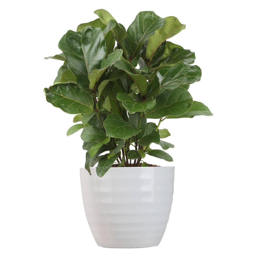 Trending Tropicals Little Fiddle Leaf Ficus Lyrata Plant in 6 in. Ceramic | The Home Depot