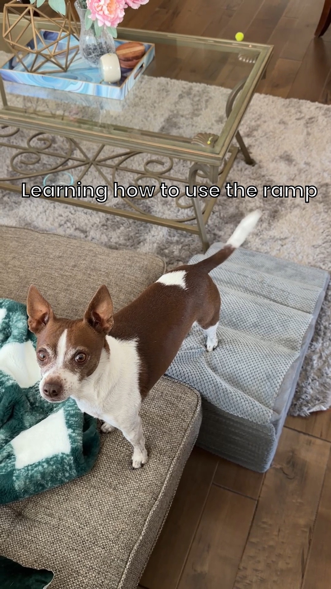 We bought this squishy-foam 4 stair dog ramp for to help protect Frederick’s joints and little body. He is a 10 lb. chihuahua-terrier mix and it holds his weight just fine. 

He loves jumping, so we have to train him how to use this. He likes it so far! 

It arrives flat then puff up to size overnight. The cover can come off if you need to wash it. 