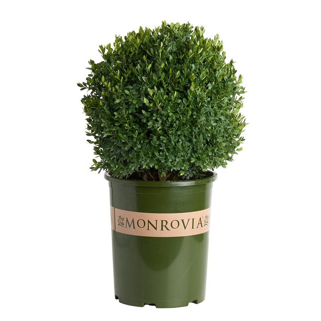 Monrovia Yellow Green Mountain Boxwood Foundation/Hedge Shrub in 2.6-Quart Pot | Lowe's