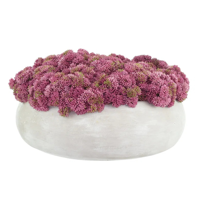 Sedum Arranged in a Stone Planter | Wayfair North America