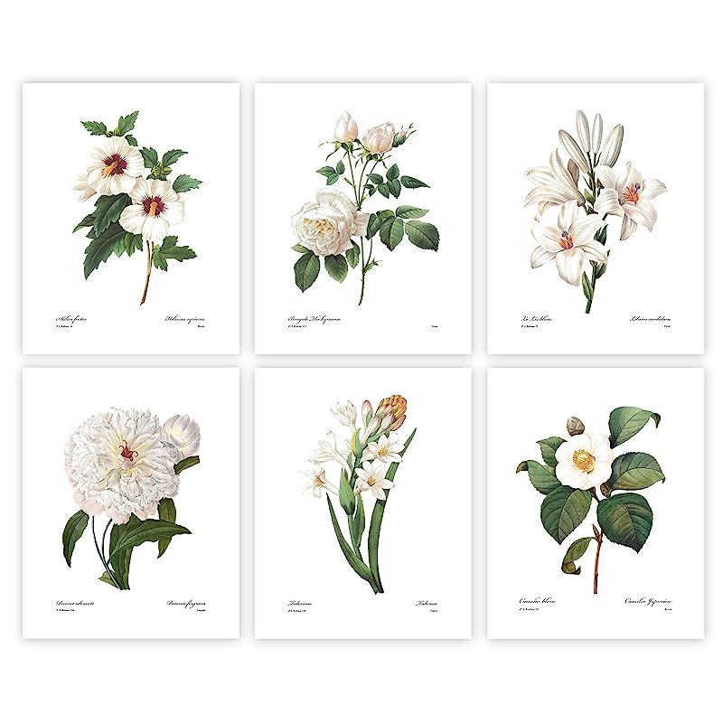 Botanical Prints Redoute Flower Wall Art Winter White Room Decor Set of 6-8x10 Unframed | Amazon (US)