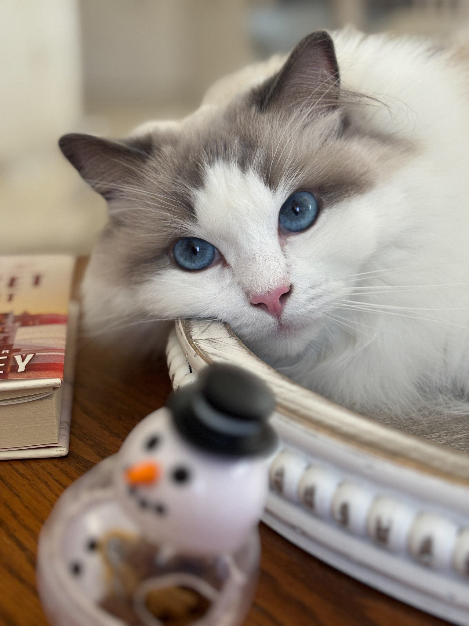 Post Christmas Hangs #LTKPets

#LTKselfcare #LTKdayinmylife #LTKstorytime