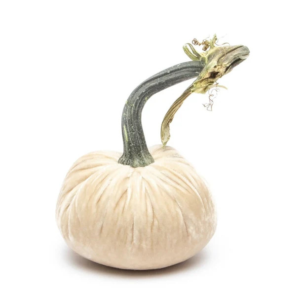 Cream Silk Velvet Pumpkin | Hot Skwash