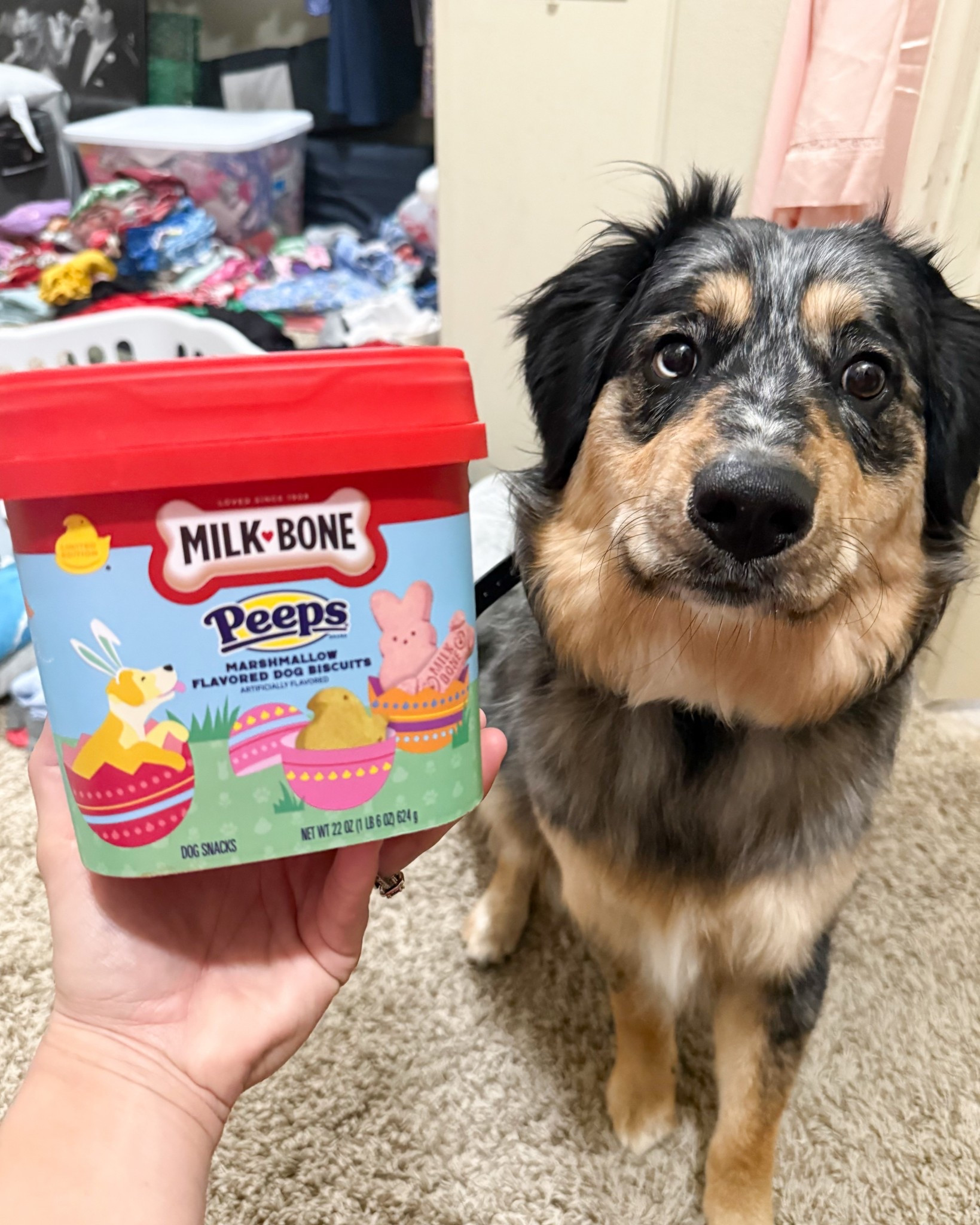 Don’t forget about the puppy’s Easter basket! How cute are these?!

#dogmom #dogfinds #petfinds #easter #easterbasket

#LTKGiftGuide #LTKFamily #LTKPets