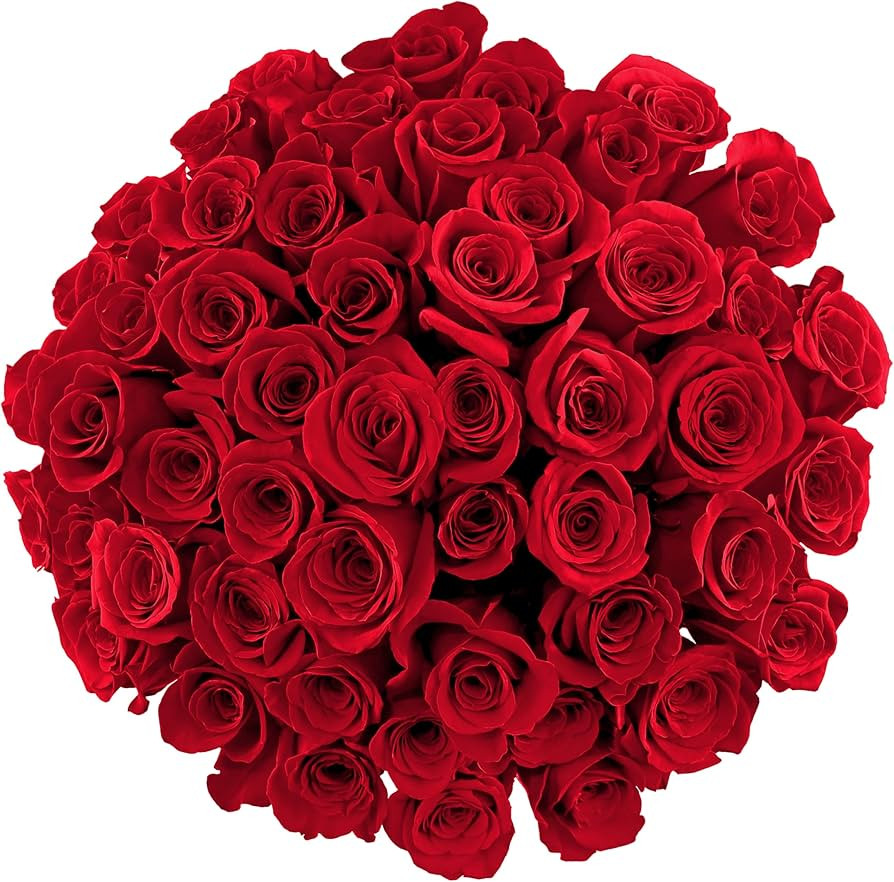 Benchmark Bouquets - 50 Stem Premium Red Roses (2 Bundles of 25; Vase Not Included) - Fresh Flowe... | Amazon (US)