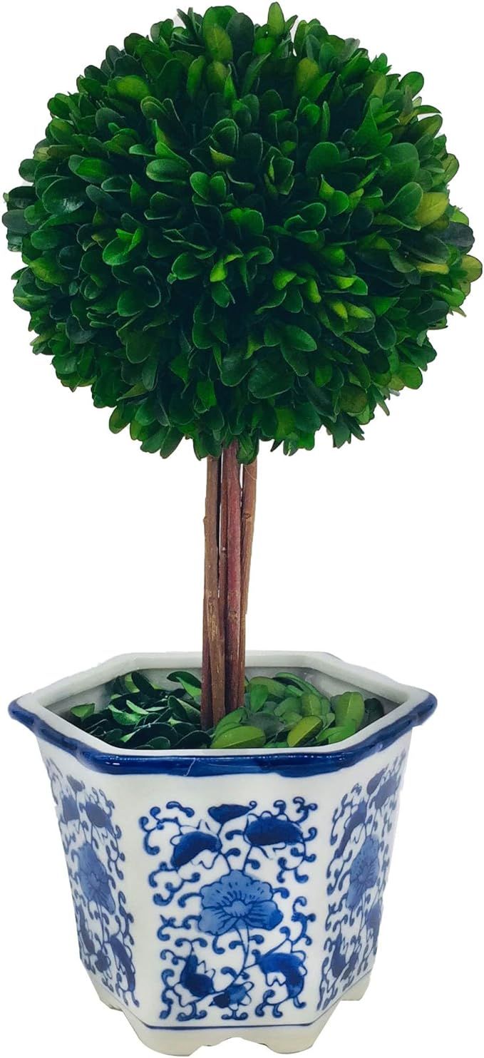 Galt International Preserved Boxwood Topiary Tree in Ceramic Pot - Plant and Table Centerpiece - ... | Amazon (US)