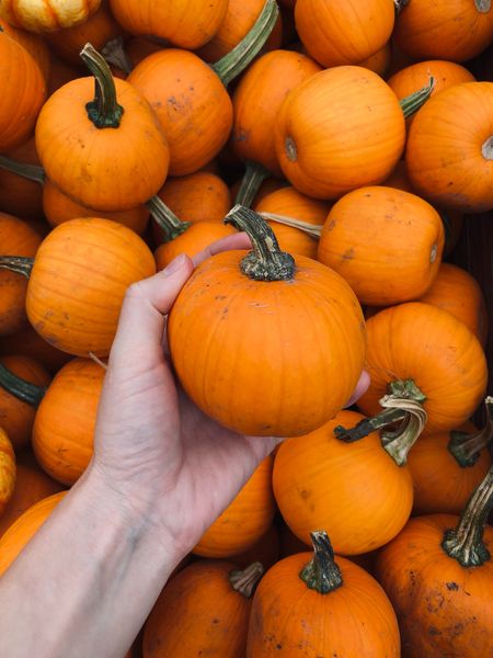 Mini pumpkins 😍 

#LTKHalloween #LTKSeasonal