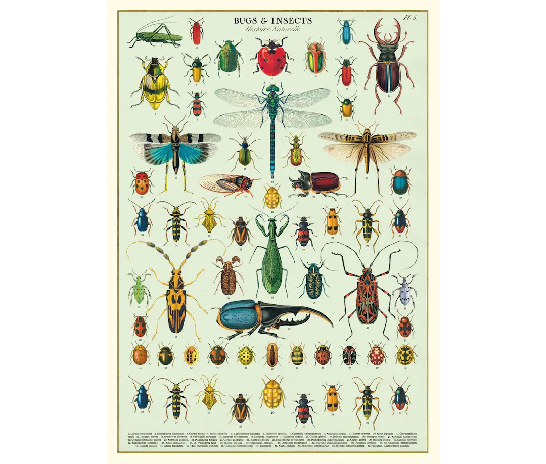 Bugs & Insects Cavallini Quality Poster - Vintage Wall Print - Choose From Multiple Designs! - Et... | Etsy (US)
