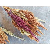 Dried Amaranth Flowers, 20 Stems, Premium Quality, Annual Dried Flowers For Fall Arrangements | Etsy (US)
