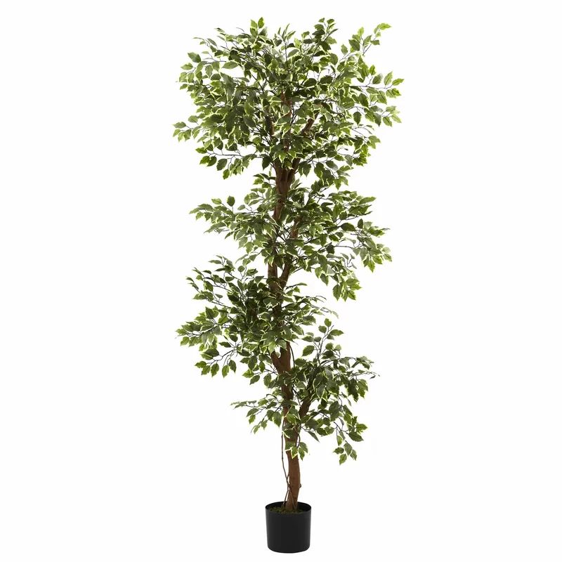 66" Variegated Ficus Tree in Pot | Wayfair North America