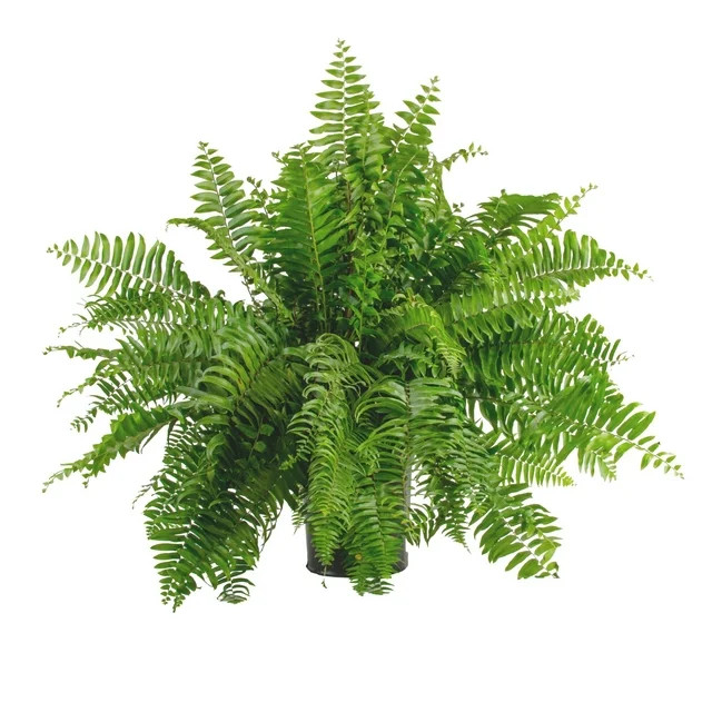 Expert Gardener Macho Fern Live Plant in 10 inch Pot - Part Shade | Walmart (US)