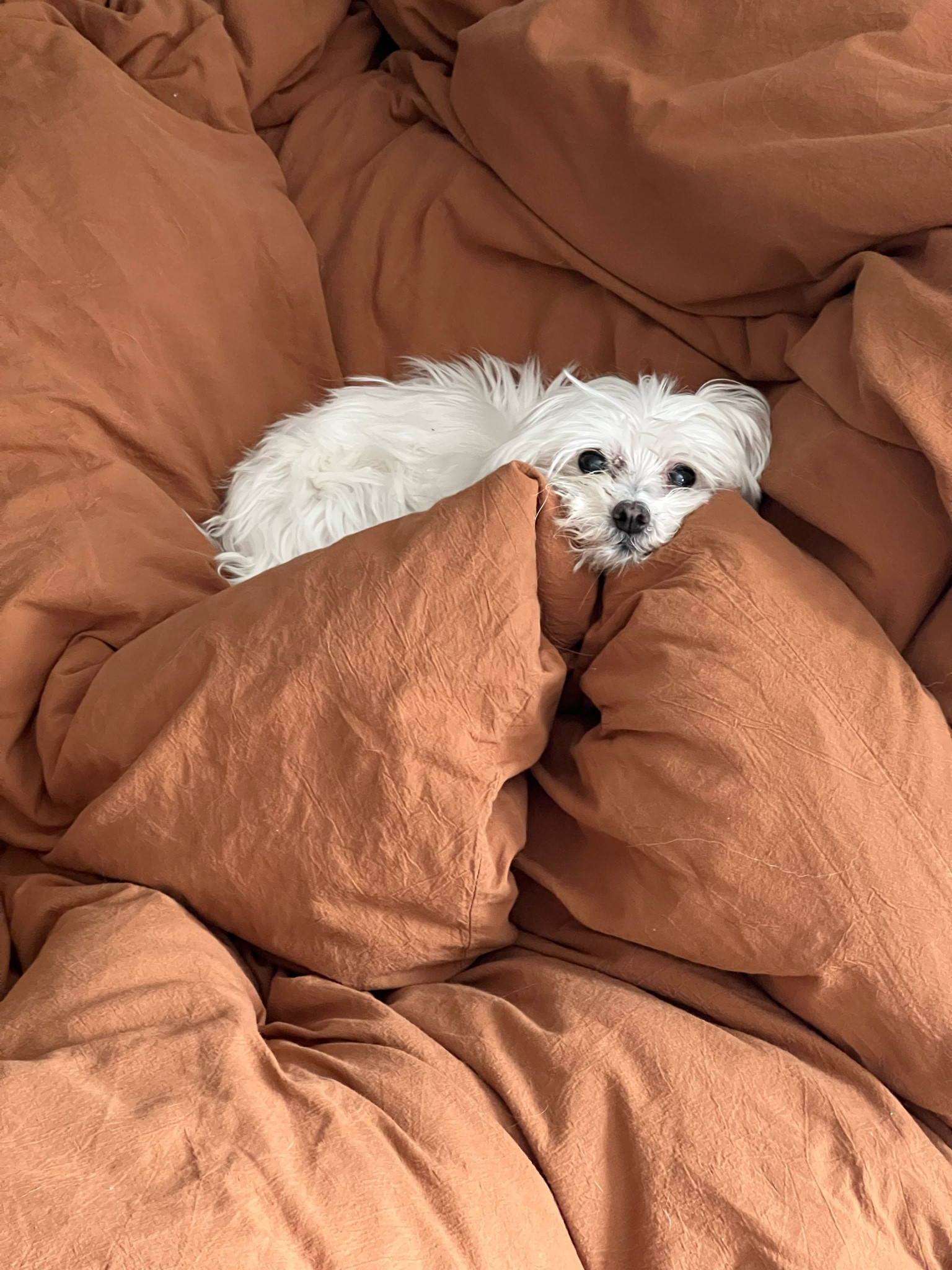 It’s cozy season!! That means down comforters and linen duvet covers 😍 I love this one. So easy and it zips instead of buttons #fallhome

#LTKhome