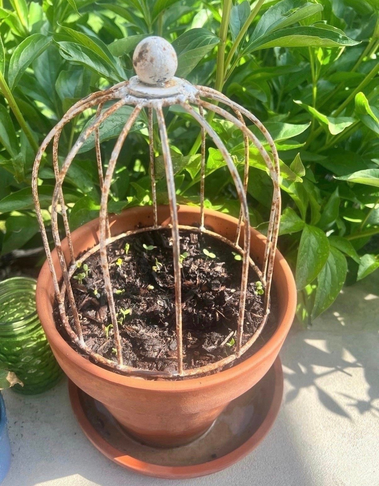 I’ve used this set of iron cloches in my pots before and they’ve worked really well 🌿 Such an easy way to keep the squirrels from digging around where they shouldn’t!

#LTKSeasonal #LTKHome #LTKSaleAlert