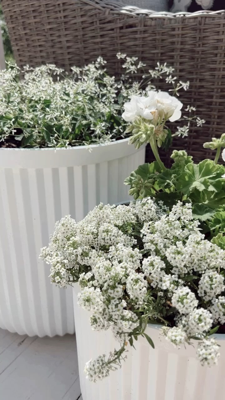 Walmart planters back in stock! $25 pottery barn look for less ribbed planter

Planters. Porch. Patio. Deck. Outdoor. Walmart patio. Walmart outdoor. White planters. Ribbed planter. Fluted planter. Outdoor decor  

#LTKSeasonal #LTKhome #LTKsalealert