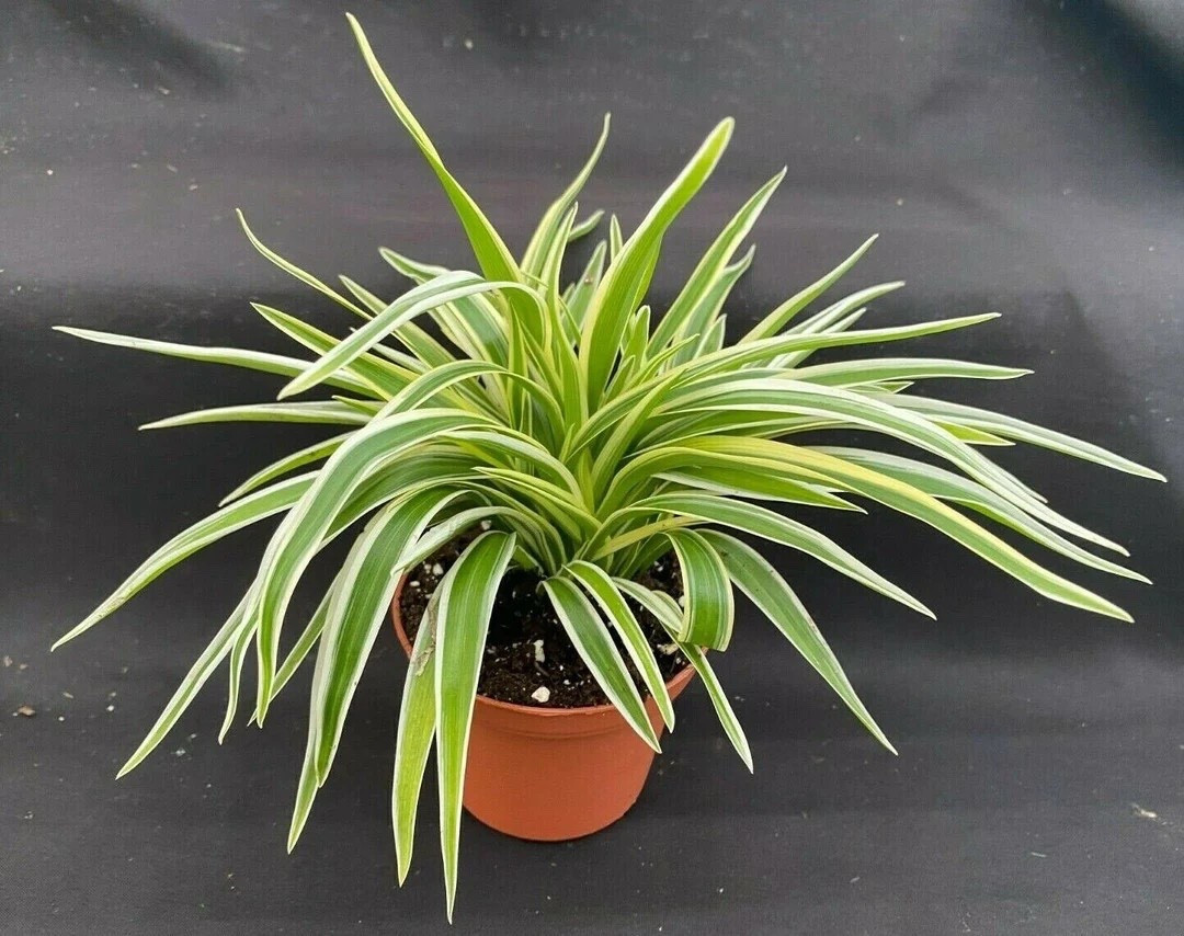 This compact variegated spider plant is a classic favorite with a fresh, modern feel. Its crisp green-and-cream foliage stays neat and full, making it perfect for shelves, desks, or hanging baskets where it can trail and show off baby plantlets over time. Easy to care for and known for its air-cleaning benefits, it’s a great choice for both new plant parents and seasoned collectors.
#LTKhome #LTKfinds #Houseplants #SpiderPlant #IndoorPlants #EasyCarePlants #PlantLovers #EtsyPlants #HomeGreenery

#LTKFindsUnder50 #LTKHome #LTKSeasonal