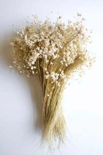 Roxanne's Dried Flowers Star Flowers | Urban Outfitters (US and RoW)