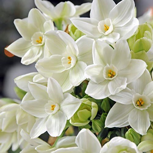 Amazon.com : Narcissus Paperwhite 'Ziva' (20 Pack) Large Plant Bulbs for Indoor Forcing - Fragran... | Amazon (US)