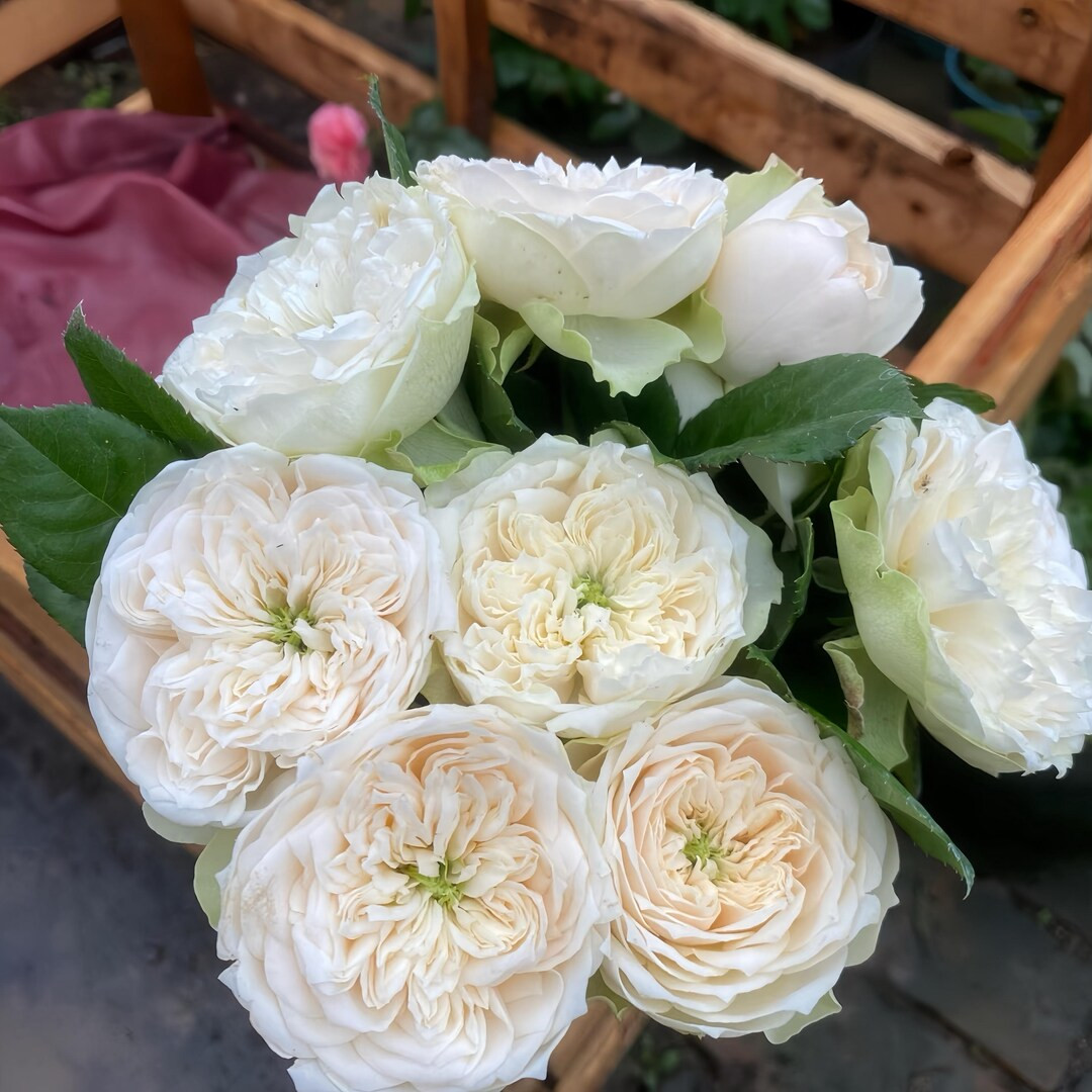 Rose whitby abbey. 惠特比修道院.  Big strong plant. | Etsy (US)