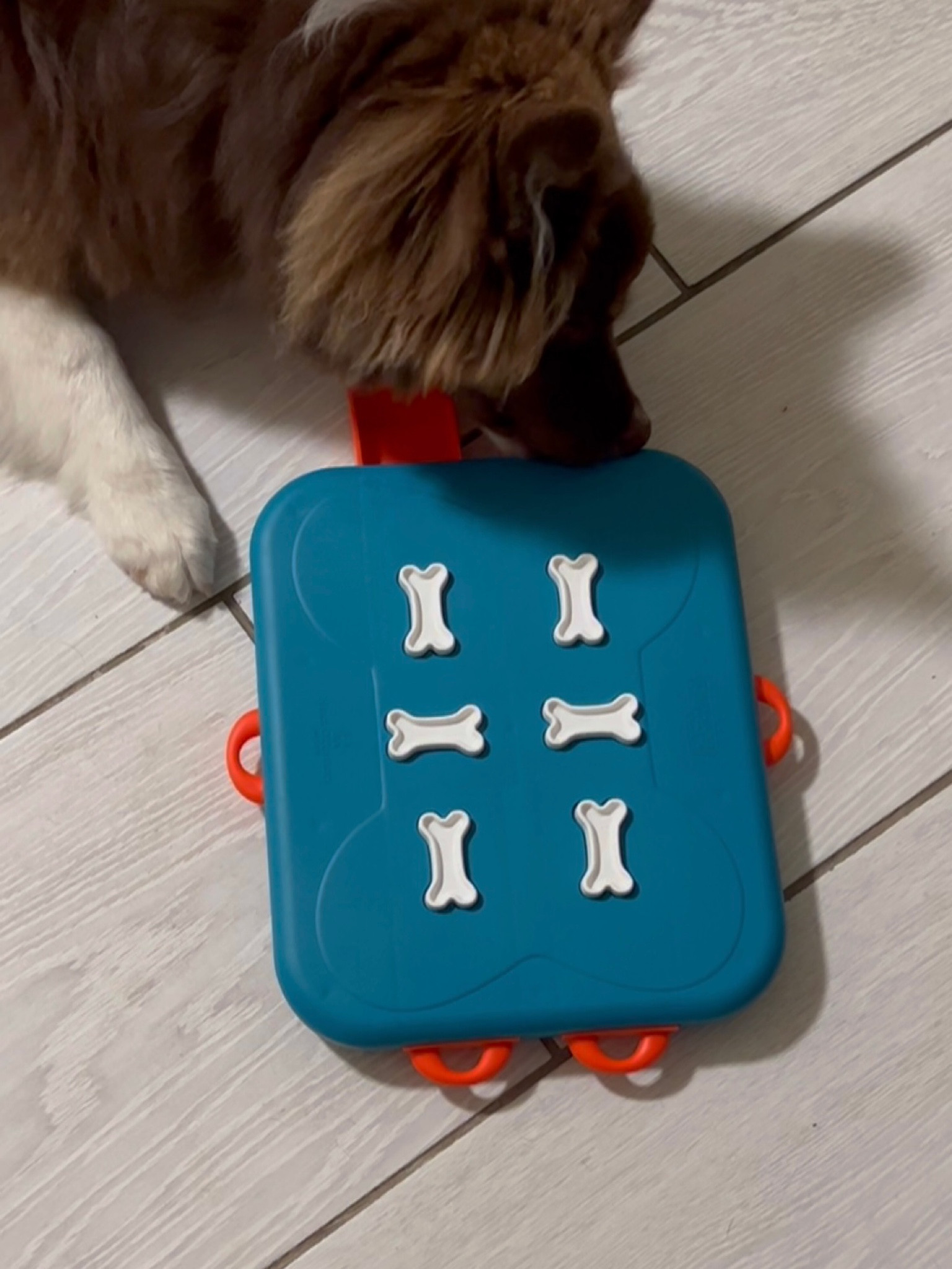 puzzle enrichment with like three levels of difficulty, perfect for Mango 🦴