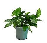Urban Jungle Pothos Golden in 4-inch Grower Pot (Live Plant) | Amazon (US)