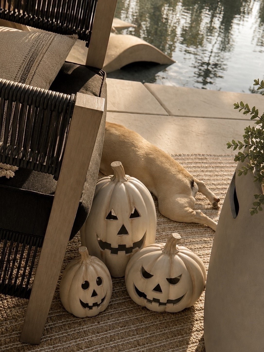 Ordered these so fast! How cute! And an amazon find. 

Fall style. Fall decor. Pumpkins. Halloween.

#LTKSeasonal #LTKHome