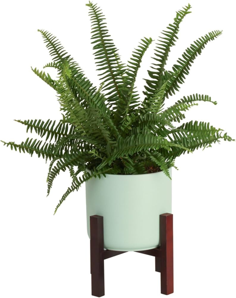Costa Farms Kimberly Queen Fern, Live Indoor Plant, Houseplant Potted in Premium Décor Plant Pot... | Amazon (US)