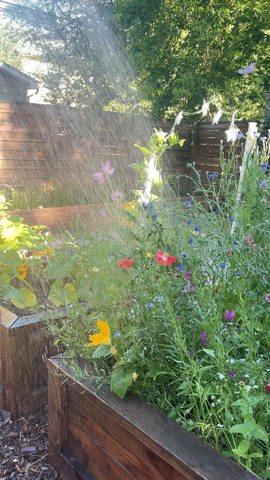 Wildflowers grown from seed