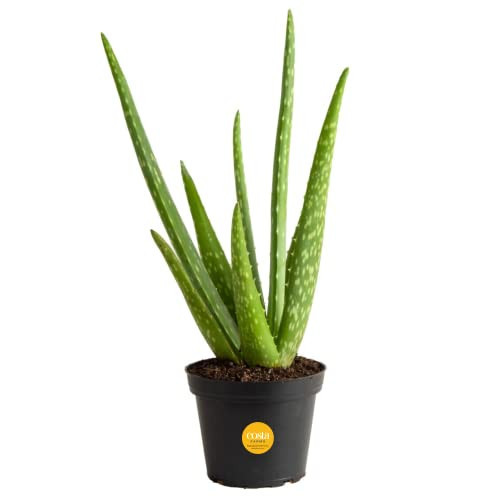 Costa Farms Aloe Vera Plant, Live Succulent, Easy Care Indoor Houseplant in Grower Pot, Room Air Purifier, Tabletop, Office, Desk or Home Décor, Housewarming, Garden Gift, 10-Inches Tall | Amazon (US)