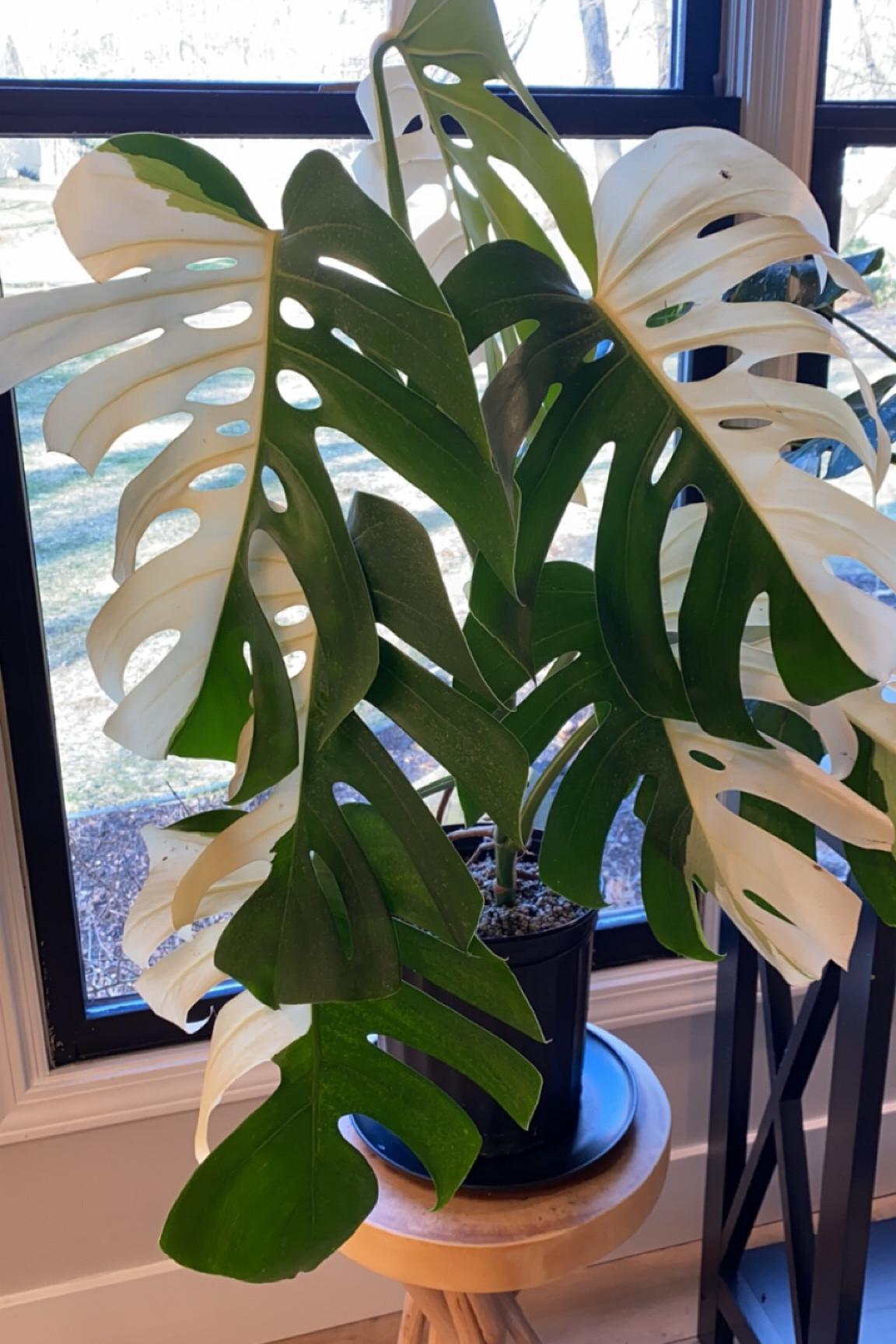 This little table is so cute! Did you see it under that amazing monstera plant?! I love buying these natural looking tables to help elevate my plants so they can get better sunlight and it just makes the plants a showpiece. 

#plant #plantstand #woodtable #naturalwood 

#LTKU #LTKstyletip #LTKhome
