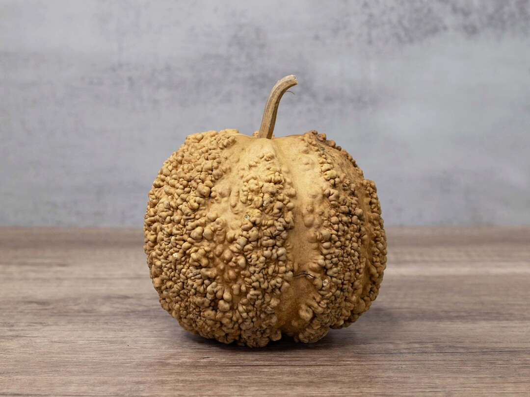 Hard Shell Warty Gourd 5 6 Diameter, Dried Gourd for Crafting and Decorating - Etsy | Etsy (US)