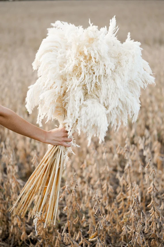 Cream Boho Pampas Grass: Dried Floral | Etsy (US)