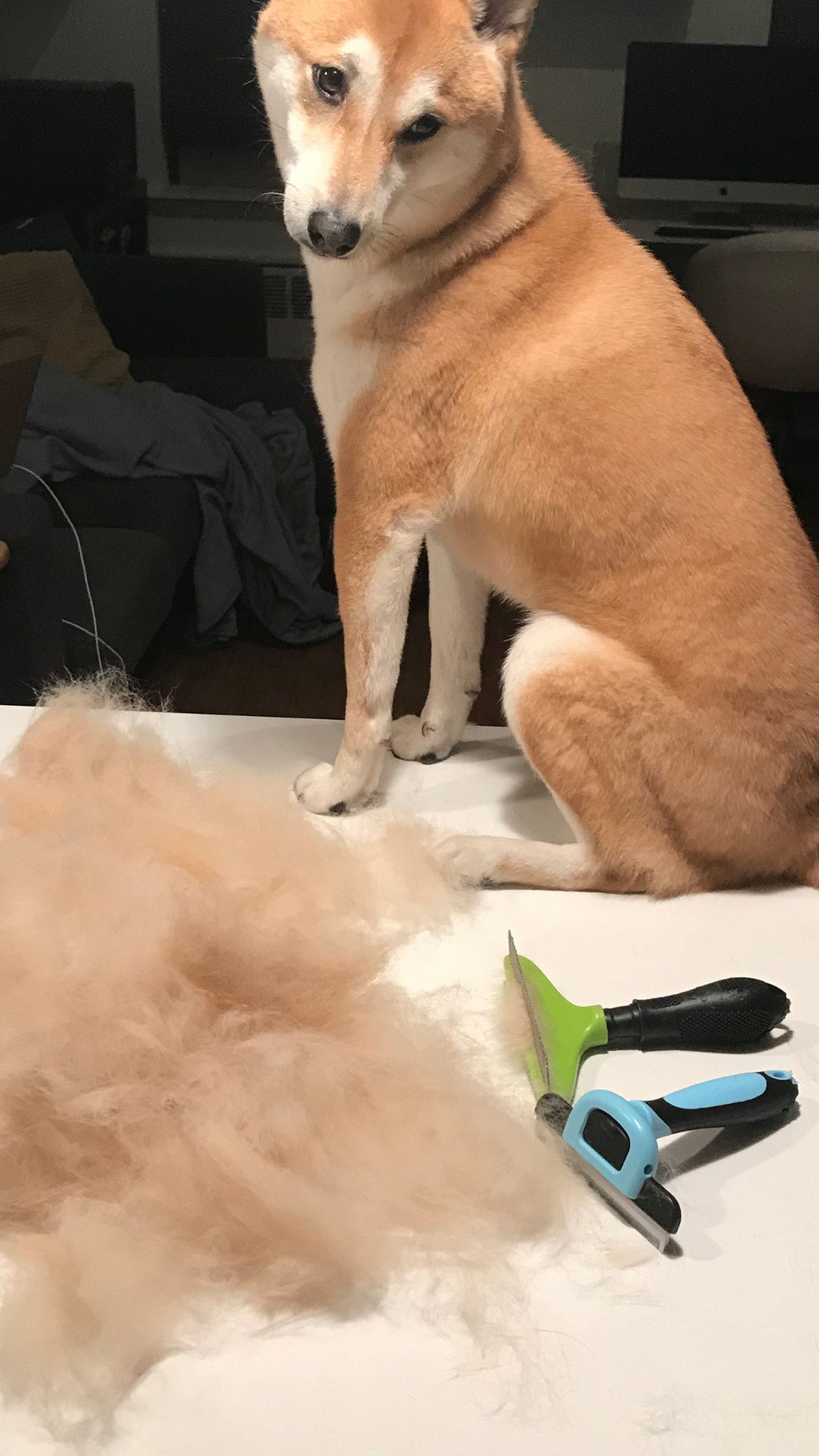 Our Shiba Sheds Enough to Knit Another Dog. Here's What We Use. 

 #LTKmomlife #LTKselfcare #LTKSeasonal