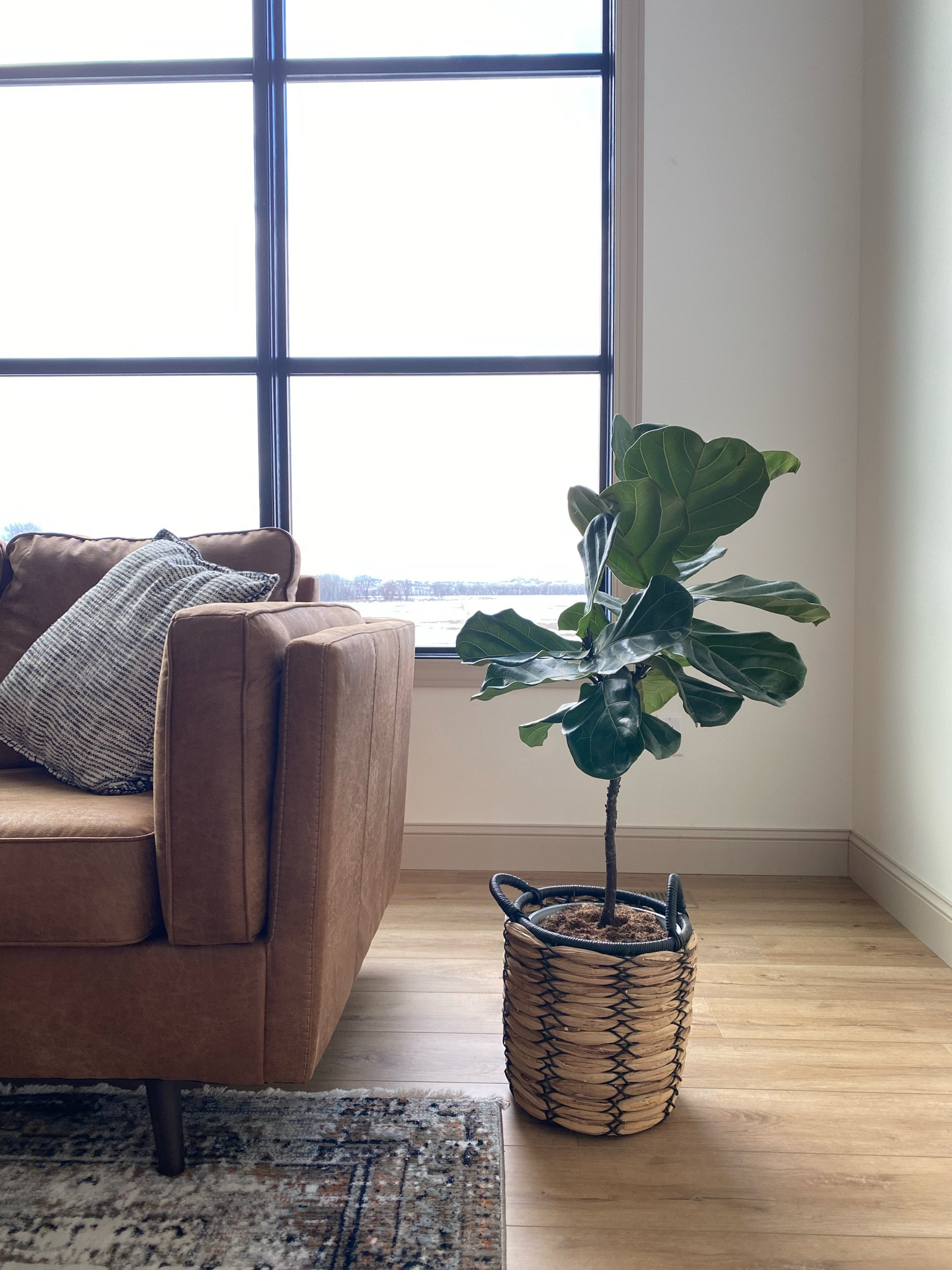 Easy to care for and looks beautiful indoor plant  

#LTKhome