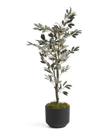 4ft Olive Tree In Matte Pot | Marshalls