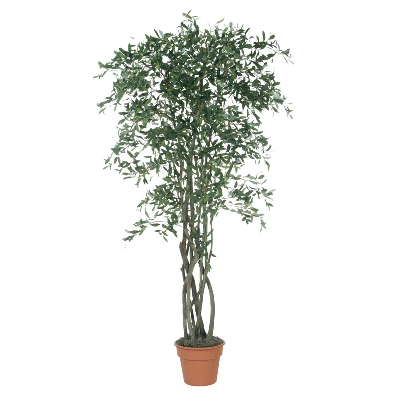 Olive Tree in Pot | Wayfair North America