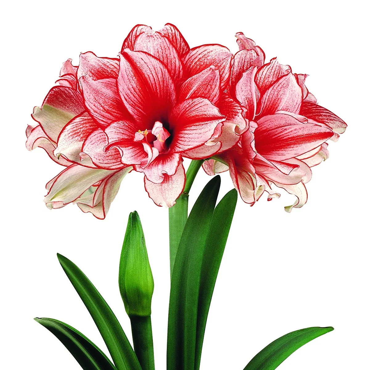 Van Zyverden Amaryllis African Collectors Series Joker Set of 1 Bulb | Bed Bath & Beyond