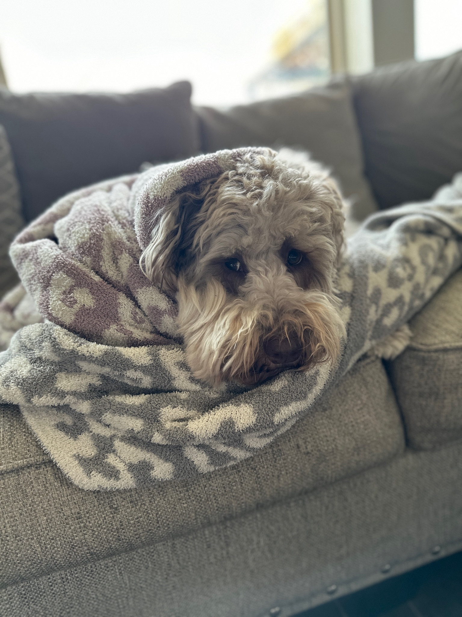 Oakley thinks a Barefoot Dreams blanket makes a great Christmas gift! Everyone in our house has their own. They are so soft!n

#LTKhome #LTKGiftGuide #LTKHoliday