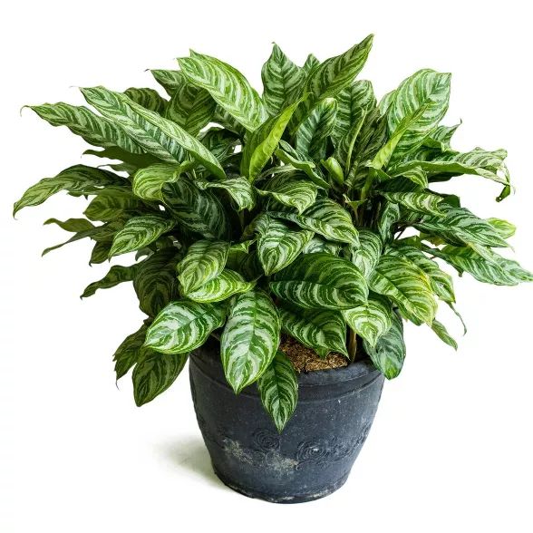 3pc Chinese Evergreen 'Maria' - National Plant Network | Target