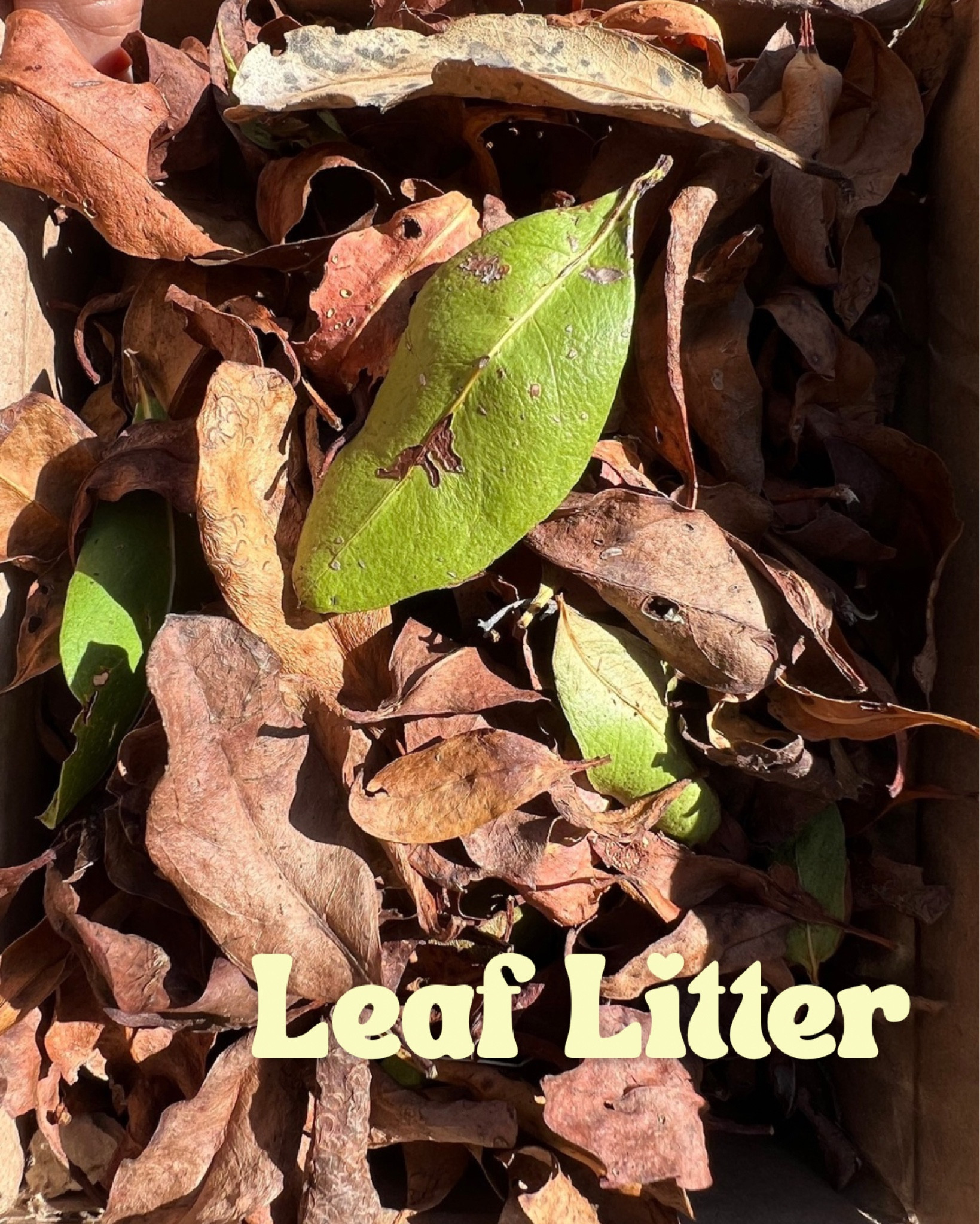 Leaf litter for hermit crabs