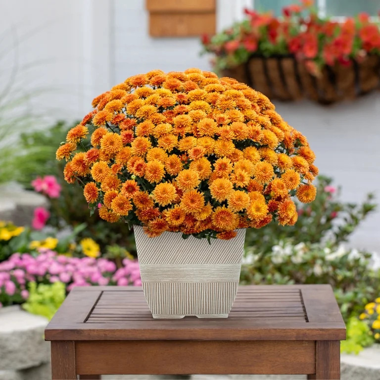 Better Homes & Gardens 1G Orange Garden Mum Live Plant in Decorative Planter | Walmart (US)