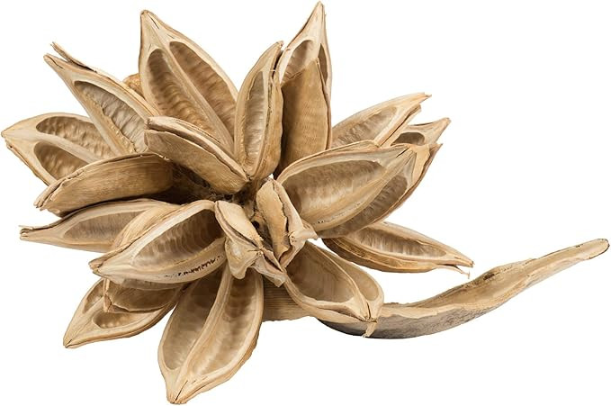 Vickerman Bleached Star Pod Extra Large 12" to 16" Height, Real Preserved Pod Decor for Home or E... | Amazon (US)