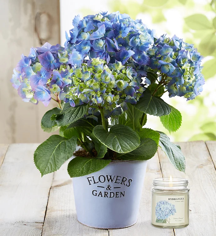 Garden Hydrangea | 1800flowers.com