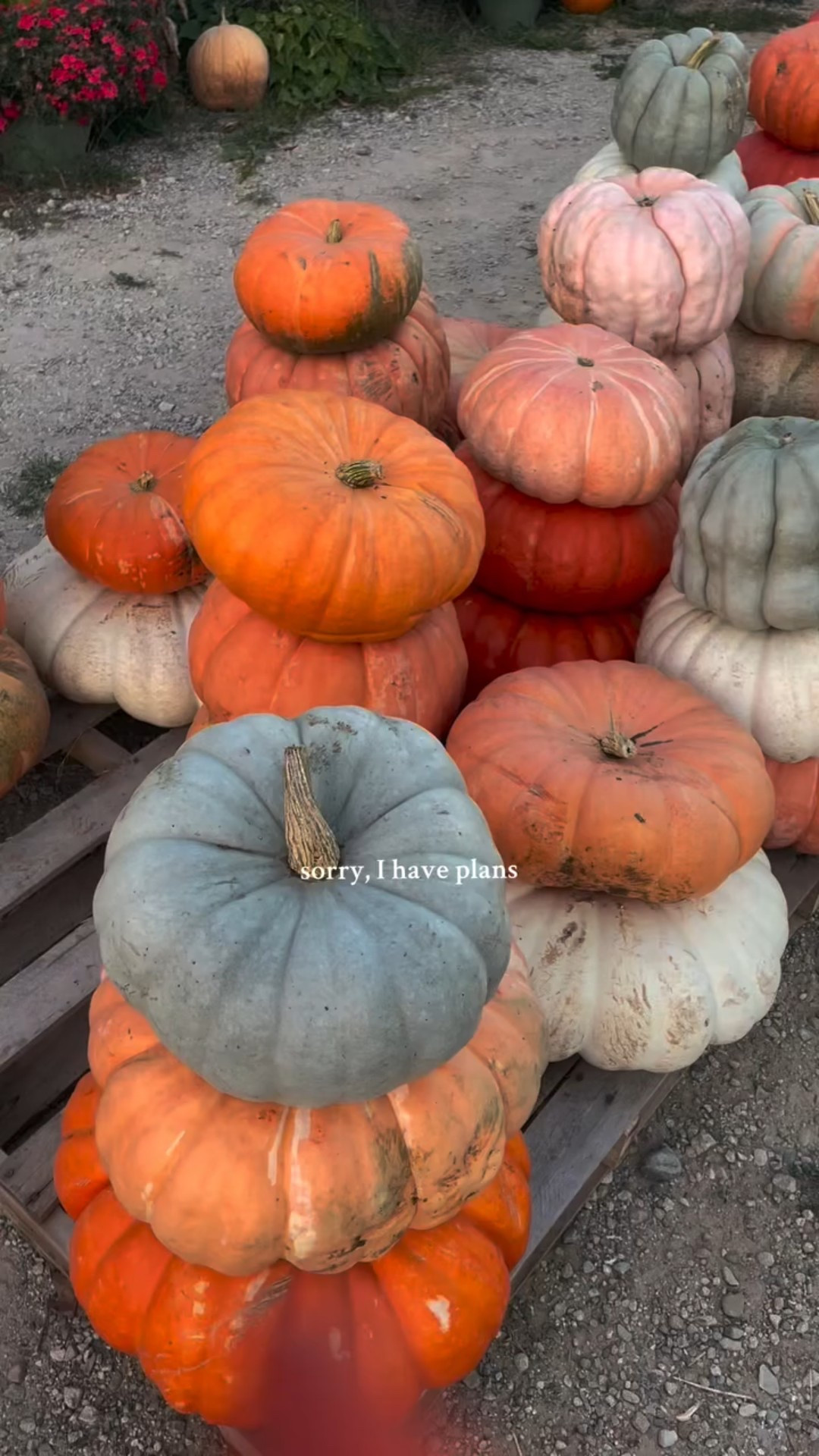It’s never too early to get pumpkins! Went to @ankleyfamilyfarm and did some pumpkin picking for our porch decor. When do you guys like to pick your pumpkins? 
.
.
.
#pumpkinpatchfun #fallactivities #michigancontentcreator #ankleyfamilyfarm #pumpkinpicking #michiganfashionblogger #fallishere