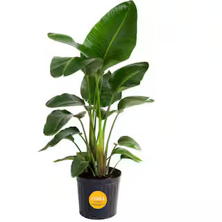 White Bird of Paradise Indoor Plant in 10 in. Grower Pot, Avg. Shipping Height 2-3 ft. Tall | The Home Depot