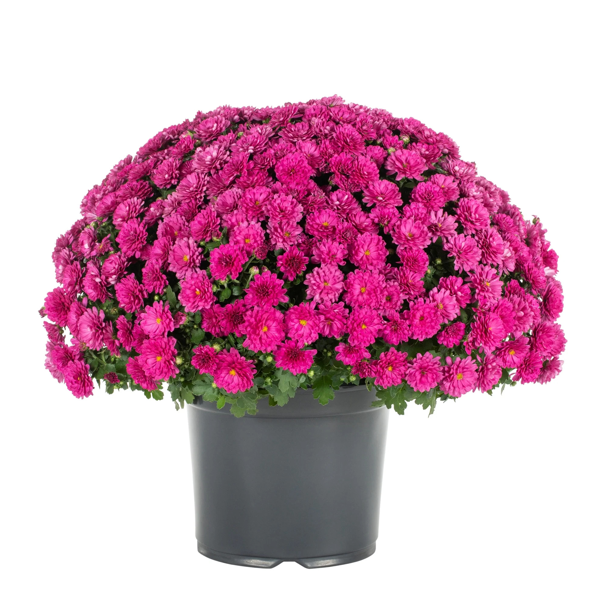 Expert Gardener 3QT Purple Garden Mum, Live Plants, Full Sun | Walmart (US)